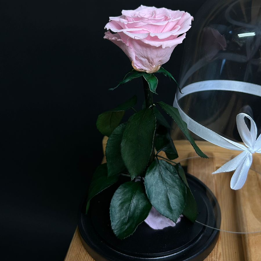 Роза в колбе 