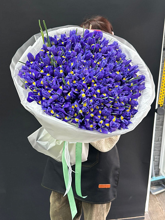 101 ирис в оформление