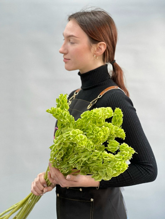 Яркая Молюцелла