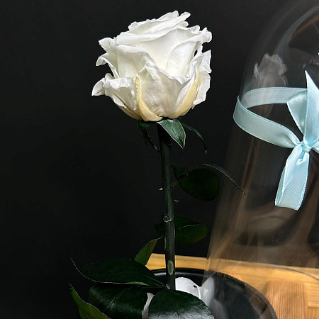 Роза в колбе 